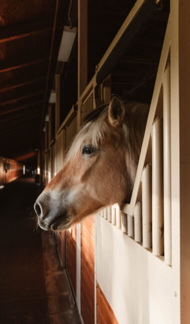 Mizel equestrian center