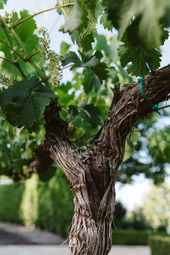 Young Grape Vines at Mizel